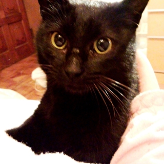 人馴れしたとっても甘えん坊さんの女の子です☆