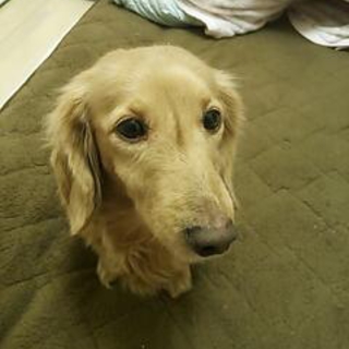 緊急に募集中です。