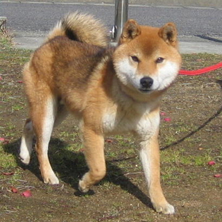 小ぶりな柴ミックスの去勢済男の子