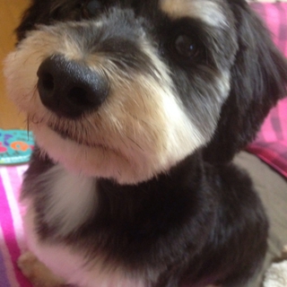 わんぱくなミックス犬です