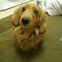 緊急に募集中です。