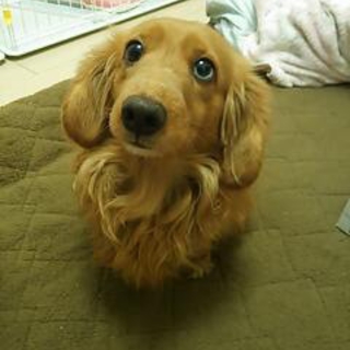 緊急に募集中です。
