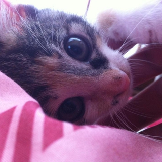 お願い！かわいい猫チャンは新しい家が必要です！