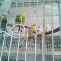 交渉中。セキセイインコ4羽里親様募集
