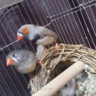 キンカチョウ成鳥ペアの里親募集