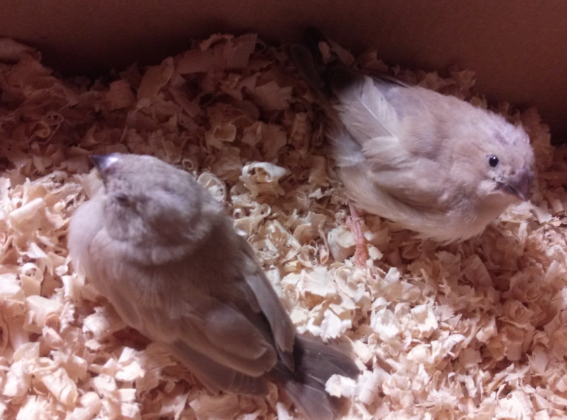 キンカチョウの雛の里親を 埼玉県 鳥の里親募集 30712 ペットのおうち 月間利用者150万人