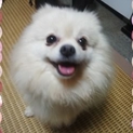 飼い主死亡のため緊急