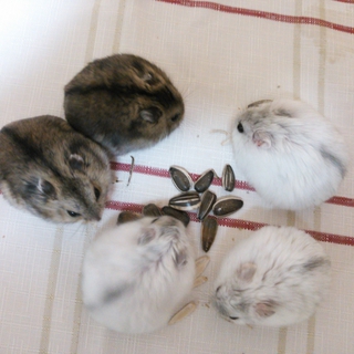 大切に育てて下さる方募集中