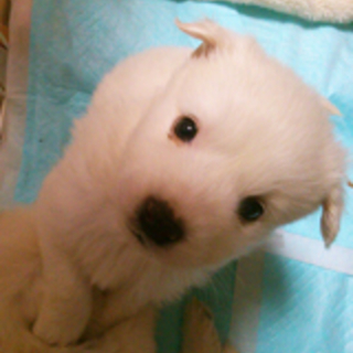 真っ白のほわほわの子犬