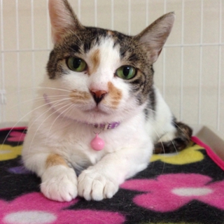 大人猫にも幸せを！