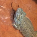 フトアゴ
