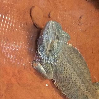 フトアゴ