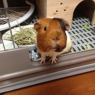 モルモットの里親募集