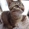 クールな子猫チャーリー サムネイル2