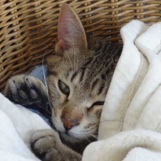 クールな子猫チャーリー