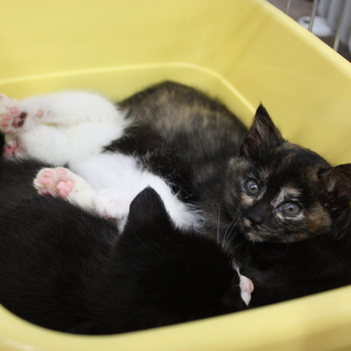 はちねこ！4匹の子猫　さびちゃん