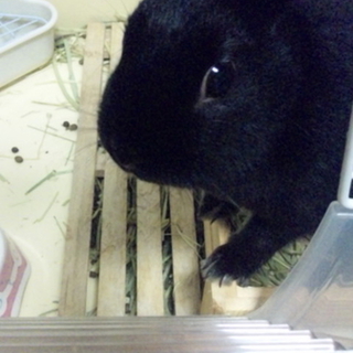 ウサギの里親探してます