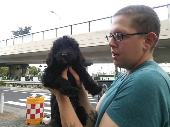 バーニーズ スタンダード 神奈川県 犬の里親募集 ペットのおうち 月間利用者150万人
