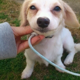 この子の家族になっていただけませんか？