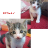 おもてなし子猫５兄妹その1 サムネイル3