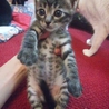 おもてなし子猫５兄妹その1 サムネイル4