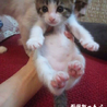 おもてなし子猫５兄妹その1 サムネイル2