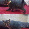 おもてなし子猫５兄妹その1 サムネイル6
