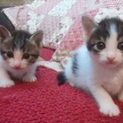 おもてなし子猫5兄妹その２