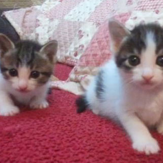 おもてなし子猫5兄妹その２