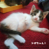 おもてなし子猫5兄妹その２ サムネイル2