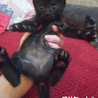 おもてなし子猫5兄妹その２ サムネイル4