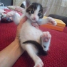おもてなし子猫5兄妹その２ サムネイル3
