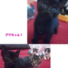 おもてなし子猫5兄妹その２ サムネイル5