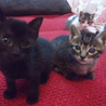 おもてなし子猫5兄妹その２ サムネイル7