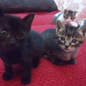 おもてなし子猫5兄妹その3