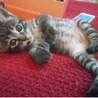 おもてなし子猫5兄妹その3 サムネイル2