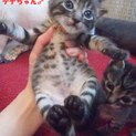 おもてなし子猫5兄妹その3