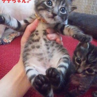 おもてなし子猫5兄妹その3