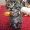 おもてなし子猫5兄妹その3 サムネイル4