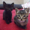 おもてなし子猫5兄妹その3 サムネイル5