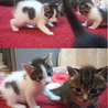 おもてなし子猫5兄妹その3 サムネイル7