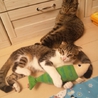 人間大好き！市川海老蔵似(●ↀωↀ●)✧  サムネイル6