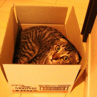 人間大好き！超甘えん坊の寂しがり屋