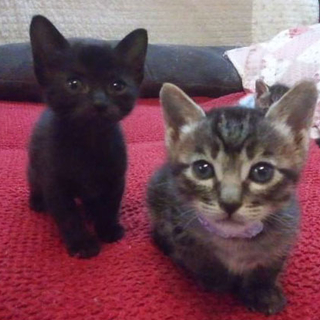 おもてなし子猫５兄妹その1