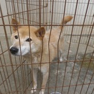 柴犬きくちゃん　No61021
