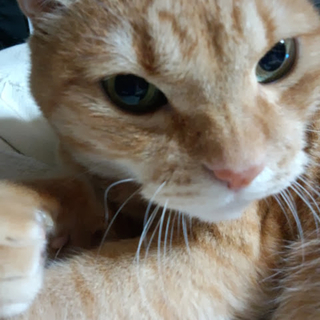老猫ちゃんですけど