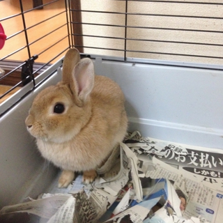 里親を募集します！