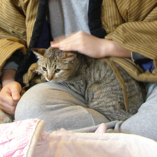 ぺたっと抱っこされるニャンコです