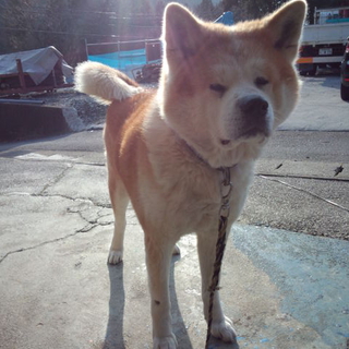 秋田犬　弁慶