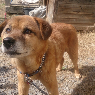 とても大人しく優しい犬です。